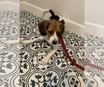 Small Photo #8 Beagle Puppy For Sale in MENIFEE, CA, USA