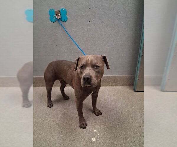 Medium Photo #1 American Pit Bull Terrier-Unknown Mix Puppy For Sale in Las Vegas, NV, USA