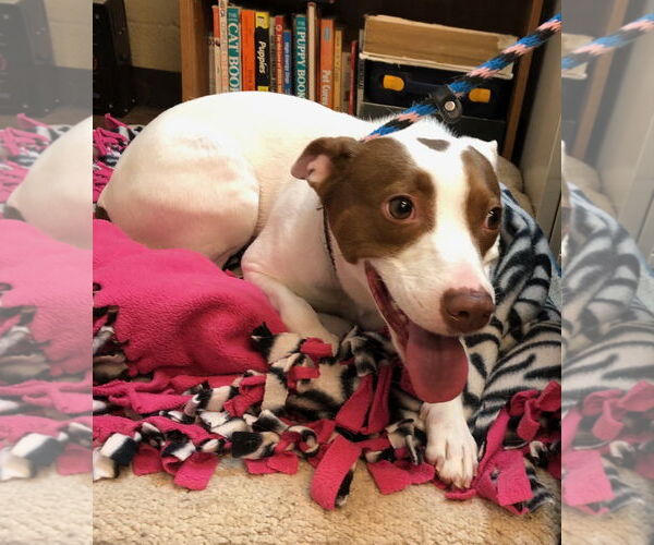 Medium Photo #3 Parson Russell Terrier-Pointer Mix Puppy For Sale in Amarillo, TX, USA