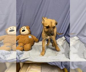 Mutt Dogs for adoption in Modesto, CA, USA