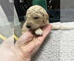 Small Photo #6 Goldendoodle Puppy For Sale in PORTLAND, OR, USA