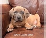 Puppy White Collar Ma Cane Corso