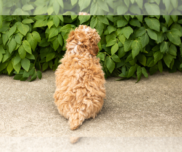 Medium Photo #12 Poodle (Miniature) Puppy For Sale in NAPPANEE, IN, USA