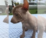 Small Photo #5 Xoloitzcuintli (Mexican Hairless) Puppy For Sale in SACRAMENTO, CA, USA
