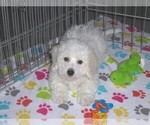Small #7 Bichon Frise