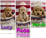 Image preview for Ad Listing. Nickname: Chloes Three