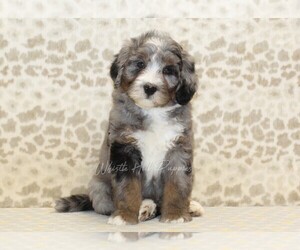 Miniature Bernedoodle Puppy for sale in DENVER, PA, USA