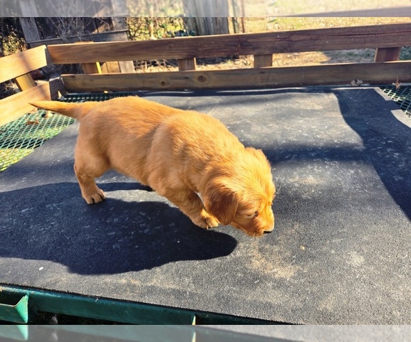Medium Photo #5 Golden Retriever Puppy For Sale in LEON, KS, USA