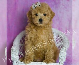 Medium Poodle (Miniature)