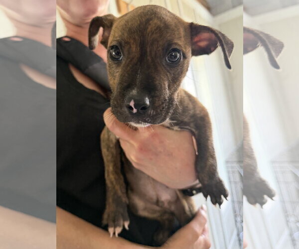 Medium Photo #2 Labrador Retriever-Unknown Mix Puppy For Sale in The Woodlands, TX, USA
