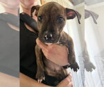 Small #1 Labrador Retriever Mix