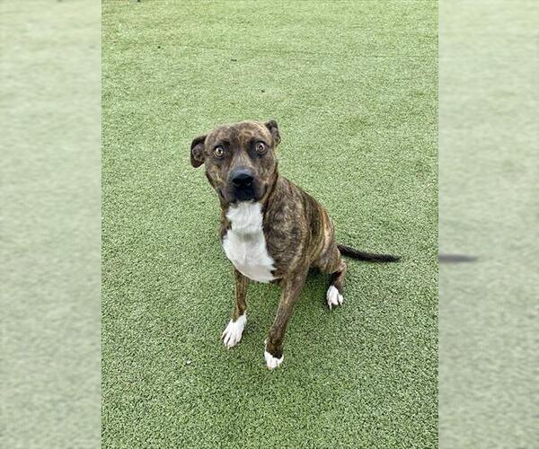 Medium Photo #2 American Pit Bull Terrier-Unknown Mix Puppy For Sale in Pasadena, TX, USA