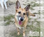 Small #1 German Shepherd Dog Mix