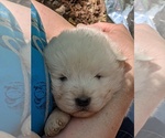 Small Photo #24 Maremma Sheepdog Puppy For Sale in THORN HILL, TN, USA