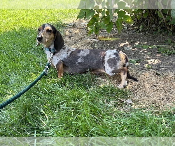 Medium Photo #1 Dachshund Puppy For Sale in MIDDLEBURY, IN, USA