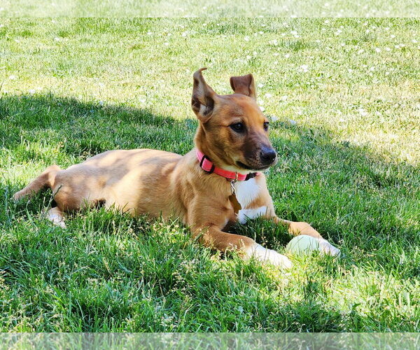 Medium Photo #8 Labrador Retriever-Unknown Mix Puppy For Sale in Sandy, UT, USA