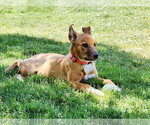 Small #7 Labrador Retriever Mix