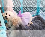 Small Cavachon