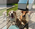 Small #2 German Pinscher Mix