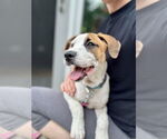Small #17 Labrador Retriever Mix