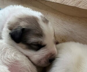 Great Pyrenees Puppy for Sale in MOUNT AIRY, North Carolina USA