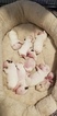 Small Photo #30 Bull Terrier Puppy For Sale in JACKSON, MI, USA