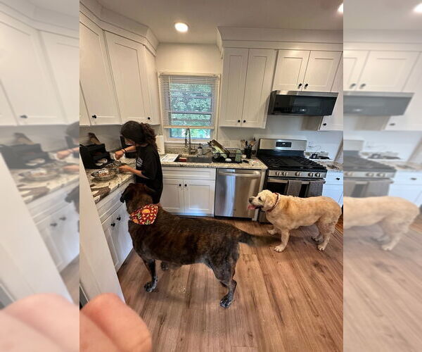 Medium Photo #4 Mastador Puppy For Sale in Caldwell, NJ, USA