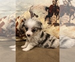 Small Photo #2 Aussie-Corgi Puppy For Sale in LUBBOCK, TX, USA