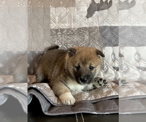 Shiba Inu Puppy for Sale in CATTARAUGUS, New York USA