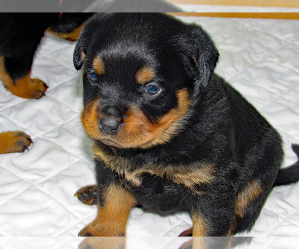 Medium Photo #8 Rottweiler Puppy For Sale in SPOKANE, WA, USA