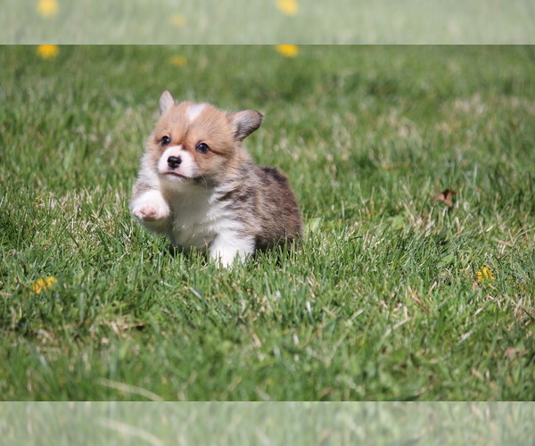 Medium Photo #7 Pembroke Welsh Corgi Puppy For Sale in FORT MADISON, IA, USA