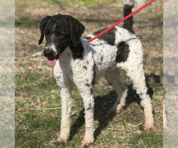 Medium Photo #2 Poodle (Standard)-Unknown Mix Puppy For Sale in Yardley, PA, USA