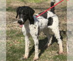 Small #1 Poodle (Standard) Mix