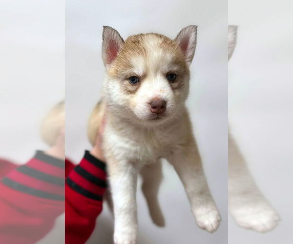 Medium Photo #1 Siberian Husky Puppy For Sale in Matawan, NJ, USA