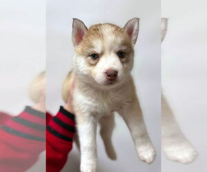Siberian Husky Dogs for adoption in Matawan, NJ, USA