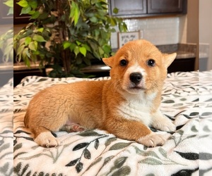 Pembroke Welsh Corgi Puppy for sale in INDIANAPOLIS, IN, USA
