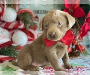 Labrador Retriever Puppy for sale in LANCASTER, PA, USA