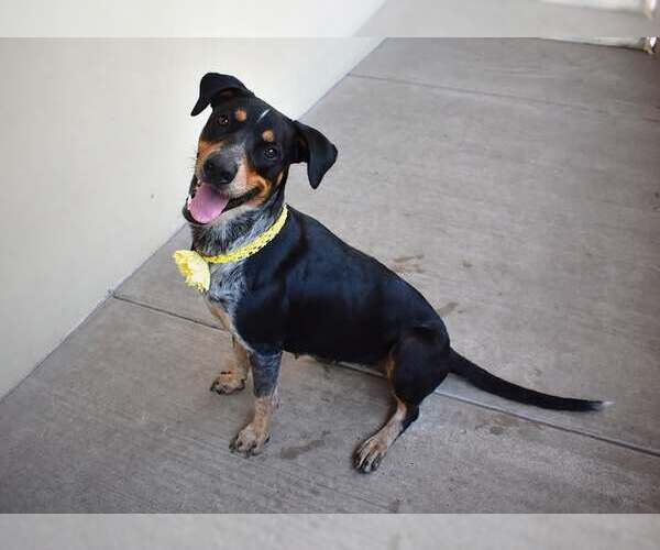 Medium Photo #3 Mutt Puppy For Sale in McKinney, TX, USA