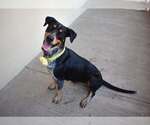 Small #2 Mutt