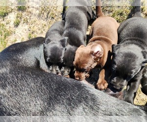 Labrador Retriever Puppy for sale in RIGBY, ID, USA