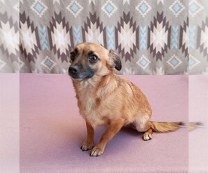 Chihuahua-Unknown Mix Dogs for adoption in Apple Valley, CA, USA