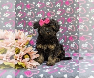 Poodle (Miniature) Puppy for sale in STRASBURG, PA, USA