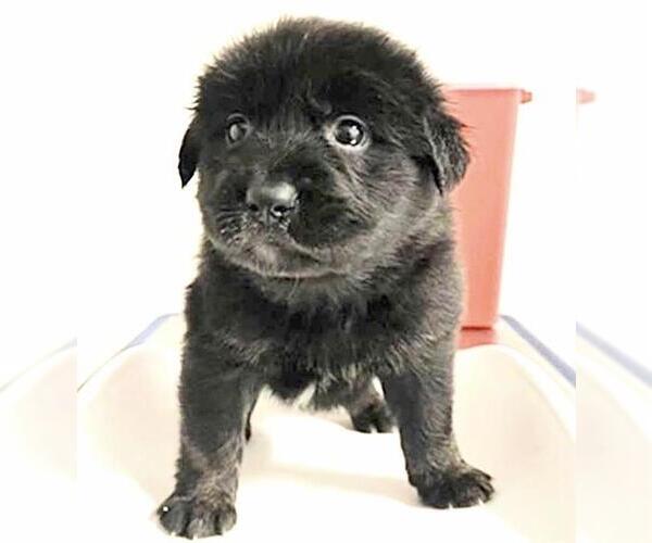 Medium Photo #2 German Shepherd Dog-Unknown Mix Puppy For Sale in Houston, TX, USA