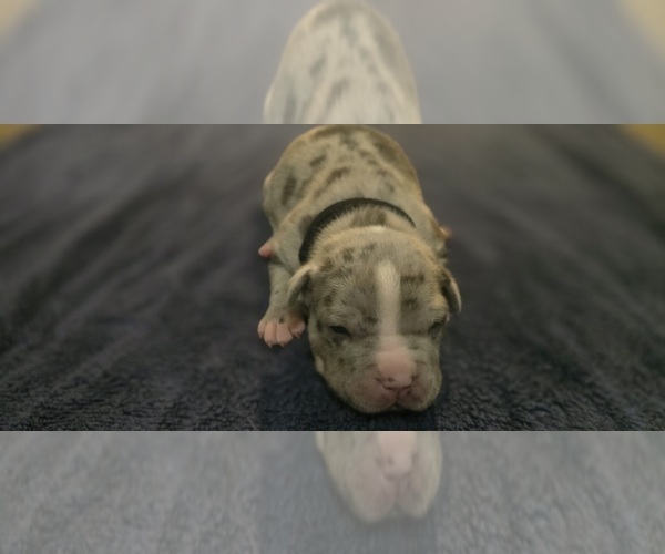 Medium Photo #2 American Bully Puppy For Sale in KISSIMMEE, FL, USA