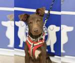 Small #2 Chocolate Labrador retriever Mix