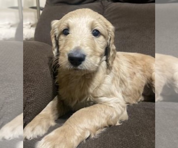 Medium Photo #6 Goldendoodle-Poodle (Standard) Mix Puppy For Sale in ROSCOE, IL, USA