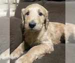 Small Photo #6 Goldendoodle-Poodle (Standard) Mix Puppy For Sale in ROSCOE, IL, USA