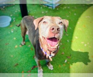 MADDIE - Female Labrador Retriever-Unknown Mix Dog for Adoption - Photo #3