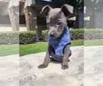 Small Photo #3 American Staffordshire Terrier Puppy For Sale in San Juan Capistrano, CA, USA
