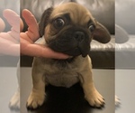 Small Photo #9 French Bulldog Puppy For Sale in PHILA, PA, USA